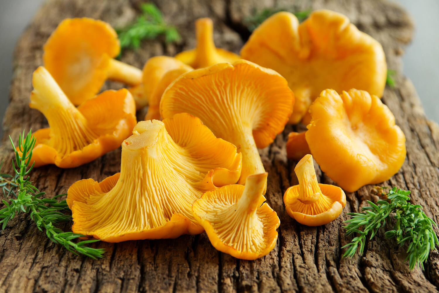 Cantharellen girolles fijn 1kg
